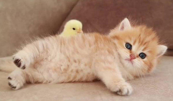 小猫肛门红肿用什么药