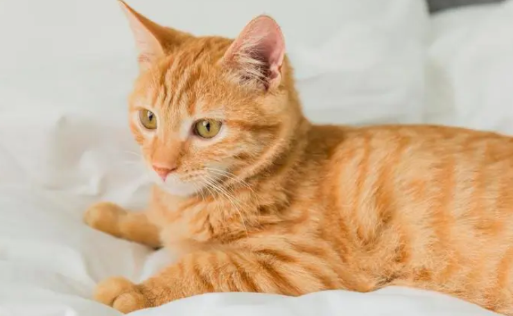 一个多月的小猫怎么养