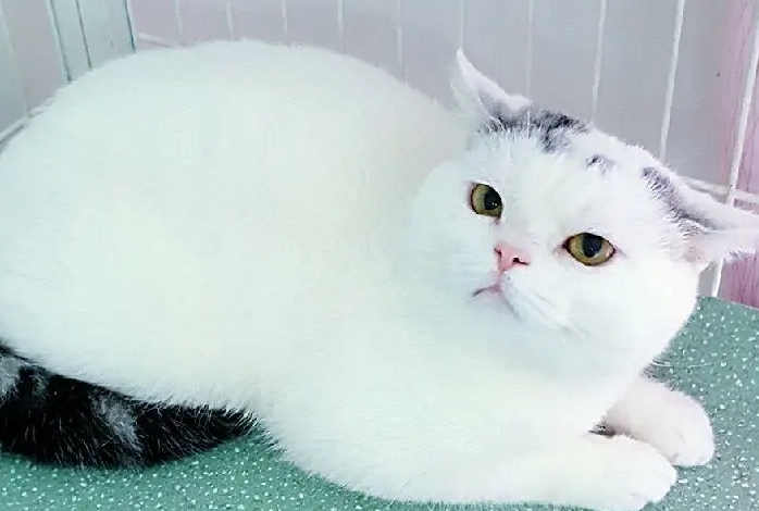 美短净梵猫多少钱一只