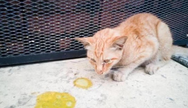 小猫呕吐黄色粘液还带泡沫不吃东西高烧