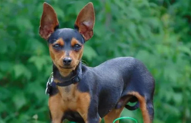 如何辨别小鹿犬幼犬体型大小