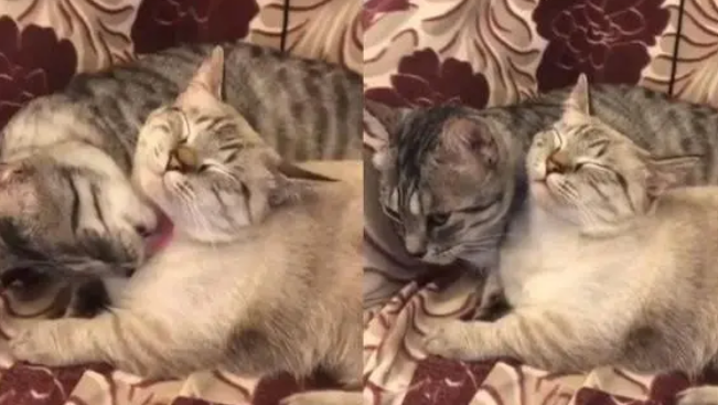 猫弟在猫哥身上踩奶,猫哥突然使出喵喵拳,主人一看笑喷 猫弟在猫哥身上踩奶,猫哥突然使出喵喵拳,主人一看笑喷