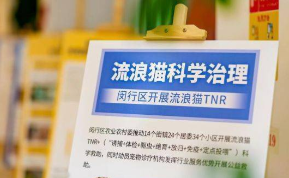 城市流浪猫如何护怎样管？委员代表业界人士齐商量
