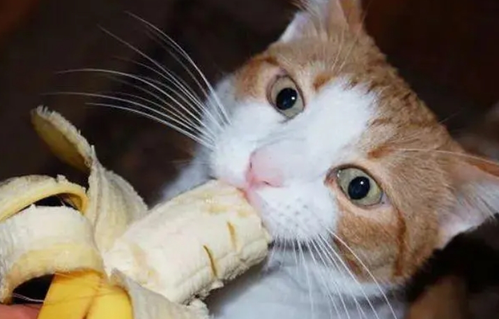 小猫可以吃香蕉吗