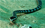 海蛇有毒吗