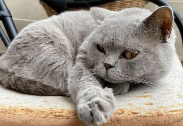 养猫注意事项 养猫注意事项