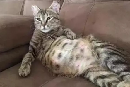小猫几个月下崽子