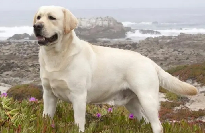 拉布拉多犬的价格 拉布拉多犬的价格