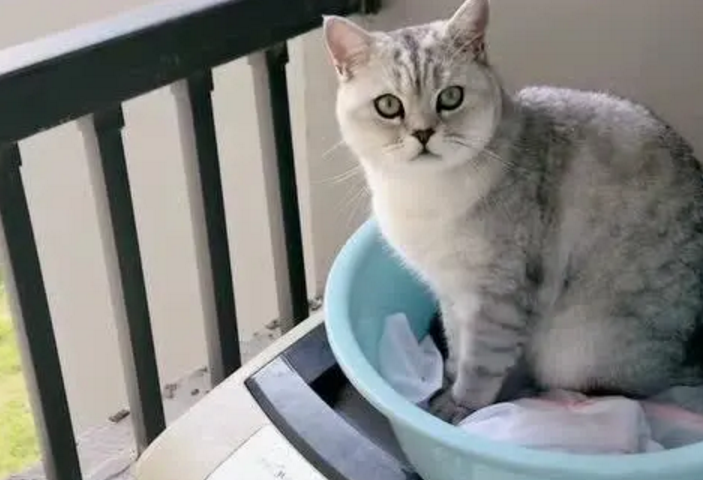阳台太晒夏天猫咪怎么办