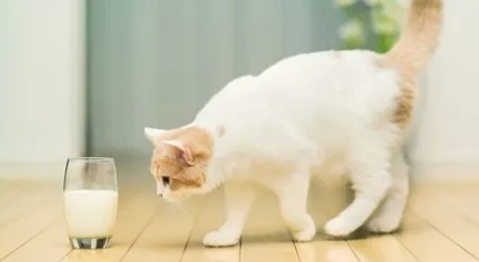 小猫能喝纯牛奶吗