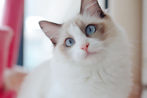 布偶猫夏天怎么过 布偶猫夏天怎么过
