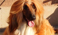 阿富汗猎犬洗澡 注意保护眼睛和耳朵防止进水