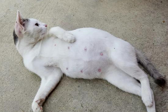怎么看出猫咪怀孕了