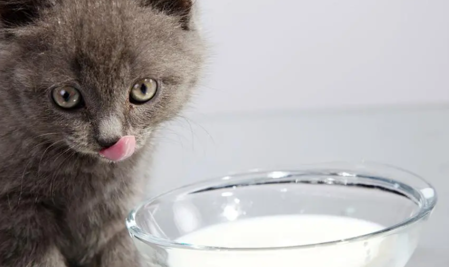 猫咪到底能喝牛奶吗?酸奶、奶酪、奶粉呢? 猫咪到底能喝牛奶吗?酸奶、奶酪、奶粉呢?