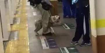 导盲犬被主人重踢仍默默引路, 协会声明收回导盲犬