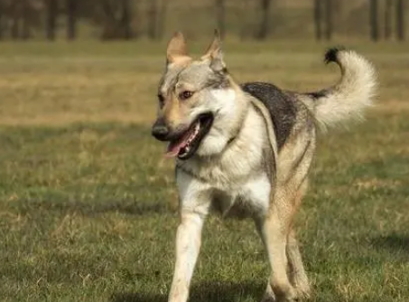 海城捷克狼犬有多贵