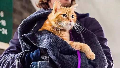 动物的差别对待:我们为什么一边吸猫一边吃猪? 动物的差别对待:我们为什么一边吸猫一边吃猪?