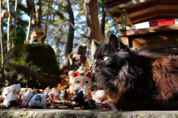 日本田代岛喵星人神社又来了新猫猫,这次是只黑猫主持来值班 日本田代岛喵星人神社又来了新猫猫,这次是只黑猫主持来值班
