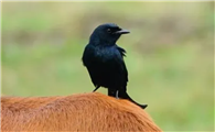黑卷尾是最好的宠物鸟