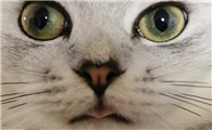 怎么让猫鼻子变湿