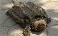 大鳄龟有几个品种