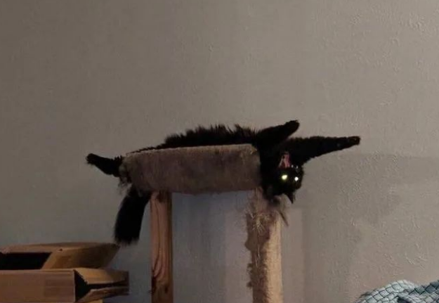 看起来乖巧的猫咪其实还有另一面,被抓拍时的表情好像怪物附体 看起来乖巧的猫咪其实还有另一面,被抓拍时的表情好像怪物附体