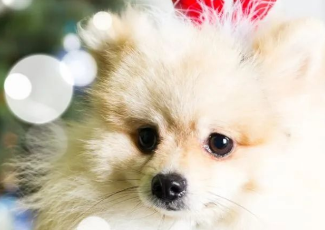 博美犬的魅力与挑战：优缺点全面解析