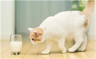 小猫能不能喝纯牛奶