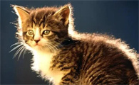 一只猫多少钱