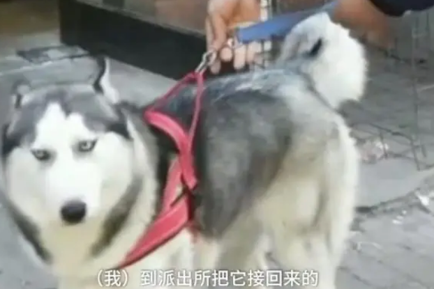 连二哈都偷？哈士奇独自遛弯，不料被出租车司机“顺手牵狗”