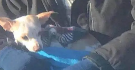 主人车窗丢出吉娃娃,流浪汉快速救下狗狗,将唯一的温暖都给它 主人车窗丢出吉娃娃,流浪汉快速救下狗狗,将唯一的温暖都给它