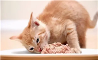 小猫多久可以吃辅食