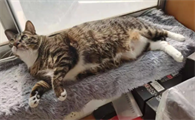 养猫后屋里总有一股异味