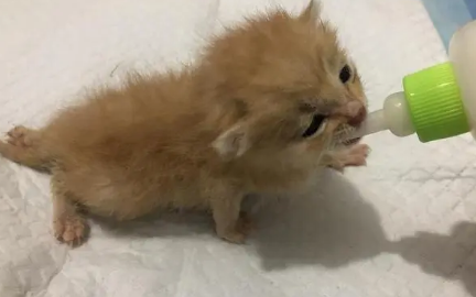 小猫几个小时不吃奶会死