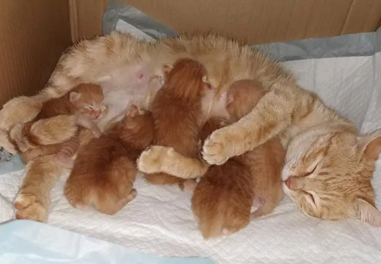 小猫刚满月母猫就总叫 小猫刚满月母猫就总叫