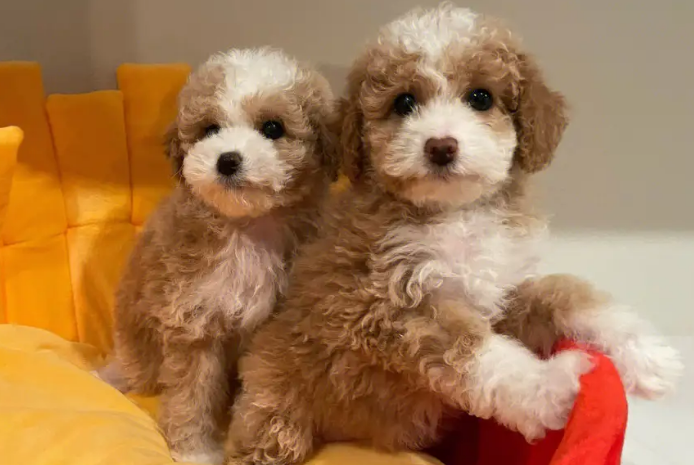 泰迪熊贵宾犬的图片