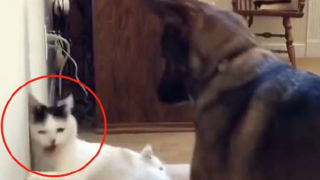 猫咪霸占德牧新窝,还想动手挠德牧,真以为自己是“老虎”了? 猫咪霸占德牧新窝,还想动手挠德牧,真以为自己是“老虎”了?