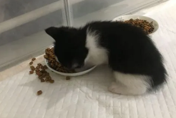 小猫多少天可以吃猫粮了 小猫多少天可以吃猫粮了