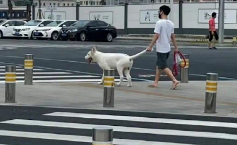 男子忘带牵引绳了，于是就牵着狗狗的”