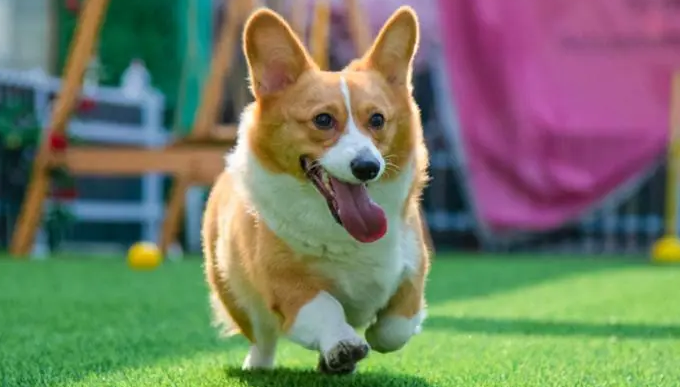 一条狗还是一只狗哪个正确