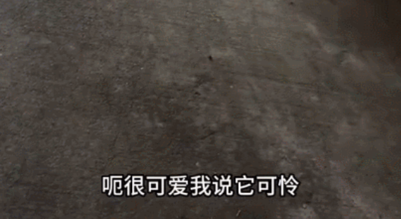 “爱是常觉亏欠”火了,养宠人纷纷自我反省,结果爆笑大翻车哈哈哈 “爱是常觉亏欠”火了,养宠人纷纷自我反省,结果爆笑大翻车哈哈哈