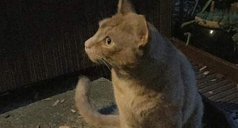橘猫为了报答收养之恩,每日偷东西回家,主人被迫做失物招领 橘猫为了报答收养之恩,每日偷东西回家,主人被迫做失物招领