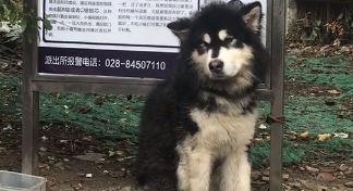 狗狗拆家被扔到路口反省,下雨也不曾见主人来接,让人心生疑虑 狗狗拆家被扔到路口反省,下雨也不曾见主人来接,让人心生疑虑