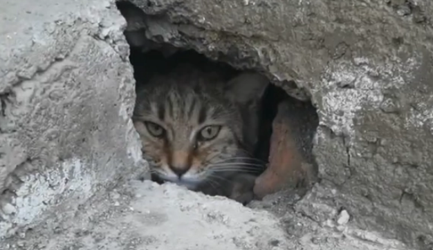 猫咪被困水泥缝隙，哭泣求助，猫：我就睡个觉，谁把口封上了？