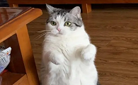 小猫为什么一摸就站起来