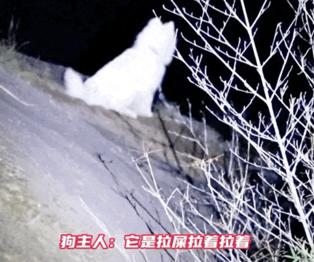 狗子非去悬崖边拉屎，结果脚滑掉了下去…获救后夹尾巴逃避：别拍了，丢狗