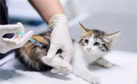 小猫什么时候可以打疫苗
