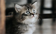 怎样去除屋子里猫臭味