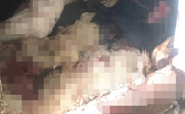 上百条狗被开膛破肚藏于冰库,男子归案后称药杀太多吃不完 上百条狗被开膛破肚藏于冰库,男子归案后称药杀太多吃不完