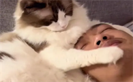 小猫喜欢踩脸